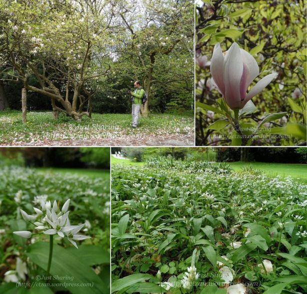 Magnolias and wild garlics