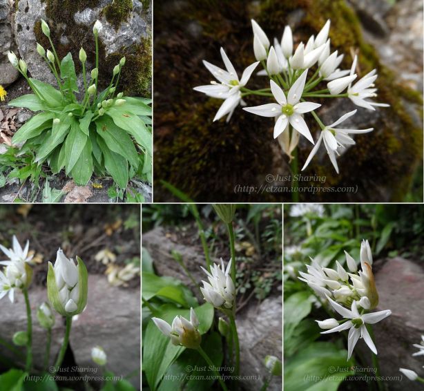 Wild garlic flowers